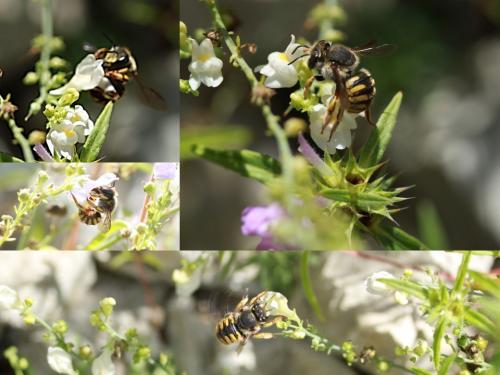 Réf. 266 150 : Anthidium sp.